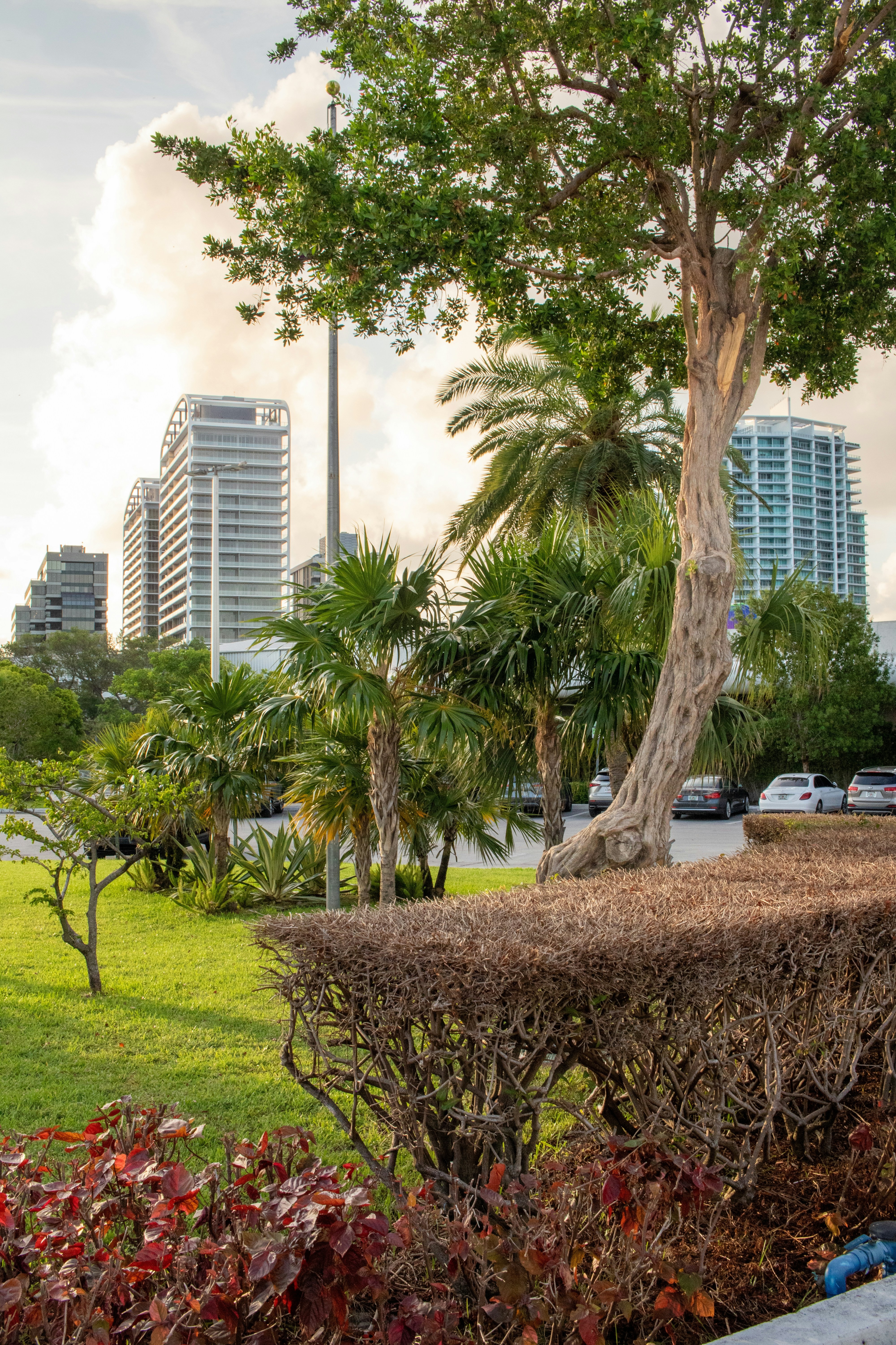 Guided walking tour in French: Coconut Grove, entre histoire, culture et nature